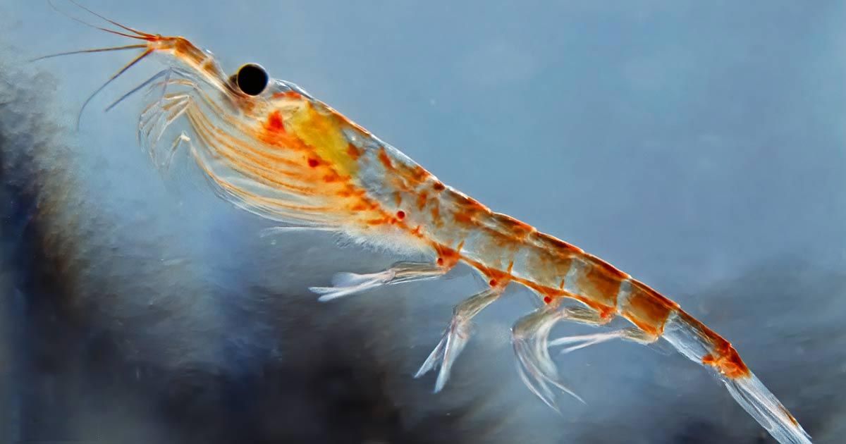 Il krill può ridurre i fattori di rischio cardiovascolare