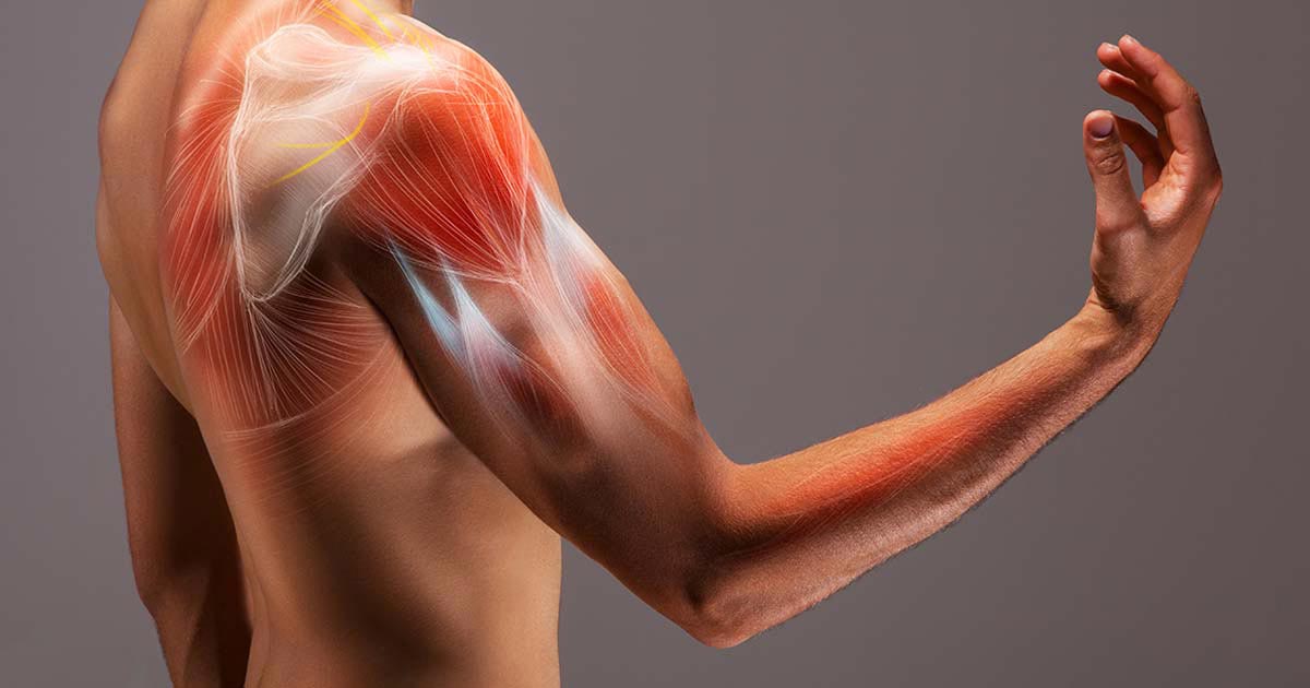 Massa muscolare: la chiave della longevità