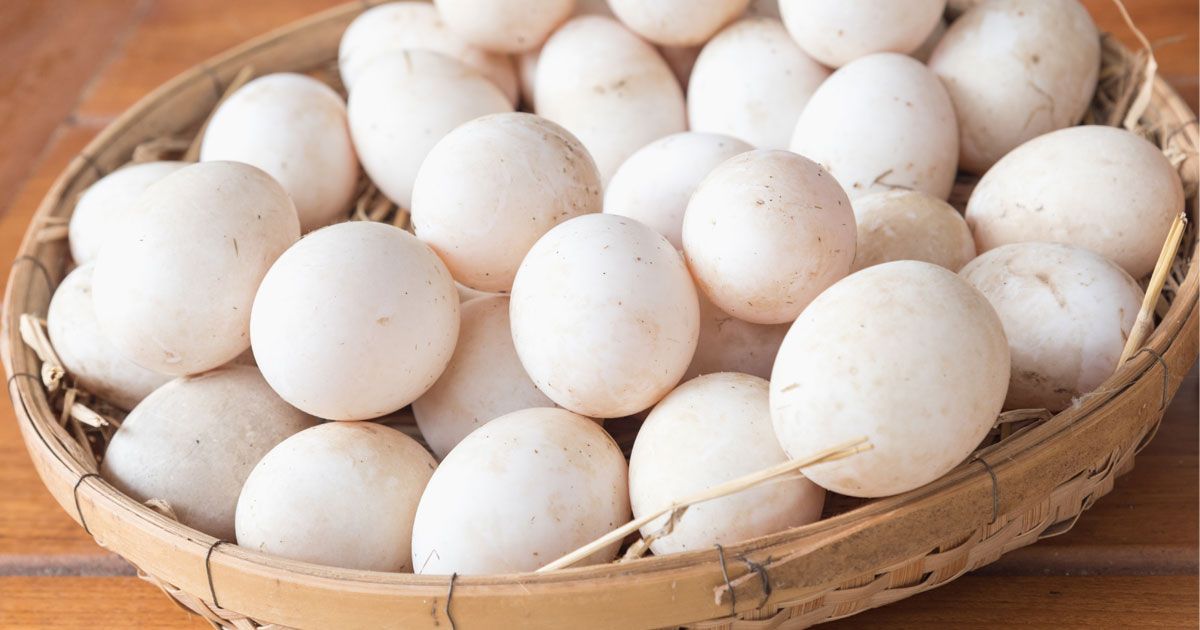 Uova di anatra e uova di gallina: confrontiamole