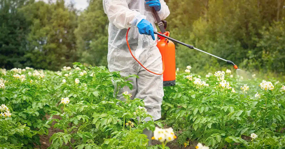 Le donne esposte ai pesticidi corrono un rischio maggiore di morte fetale