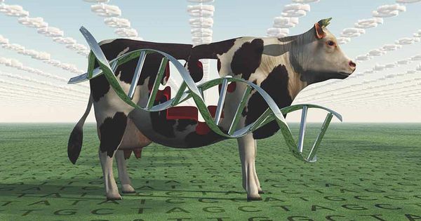 FDA approva bestiame modificato geneticamente