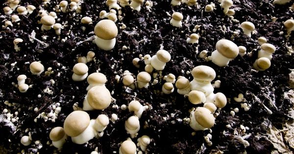 Ergotioneina: l'ingrediente segreto dei funghi