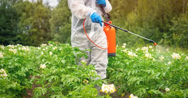 Le donne esposte ai pesticidi corrono un rischio maggiore di morte fetale