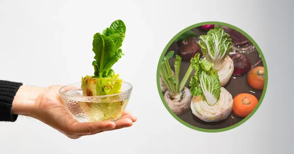 Come far ricrescere le verdure in casa usando gli scarti della cucina